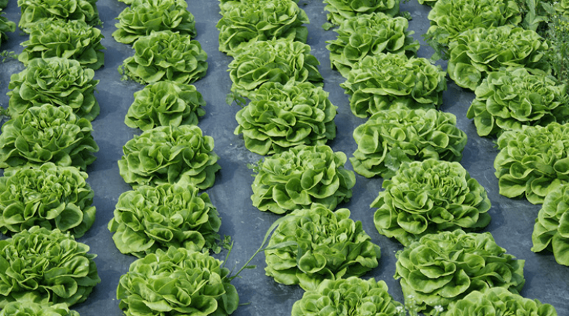 Biodegradable Agricultural Film 