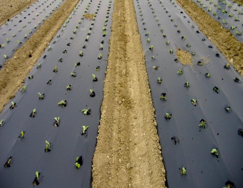  Biodegradable Mulch Films