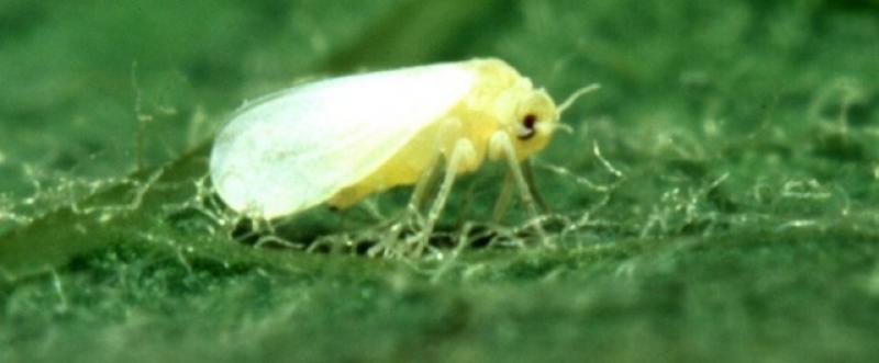 Bioinsecticides Market