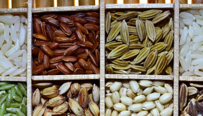 Biological Seed Treatment Market 2017-2025 Growth, Trends and Demands Research Report Biological Seed Treatment