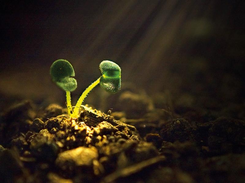 Biostimulants Market