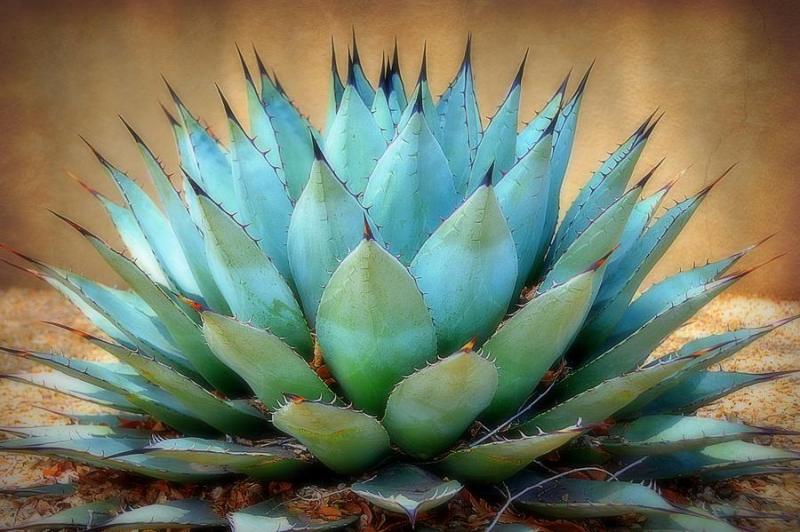 Blue Agave