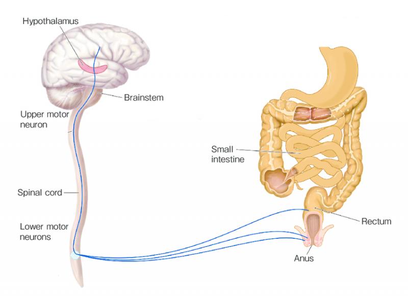 Bowel Management Systems Market 