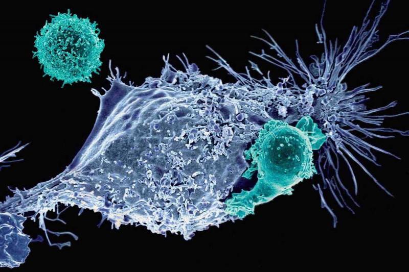 Cancer Immunotherapy