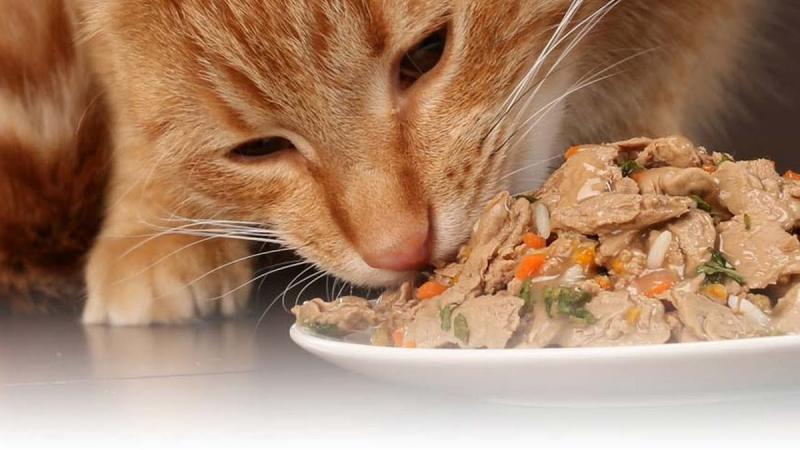 Cat Wet Food Market