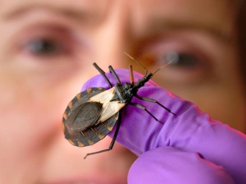 Chagas Disease Treatment Market