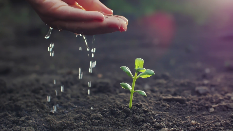 Chelated–Iron Agricultural Micronutrient Market