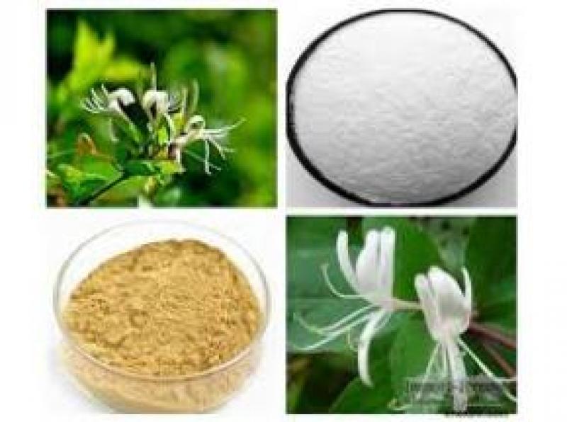 Chlorogenic Acid
