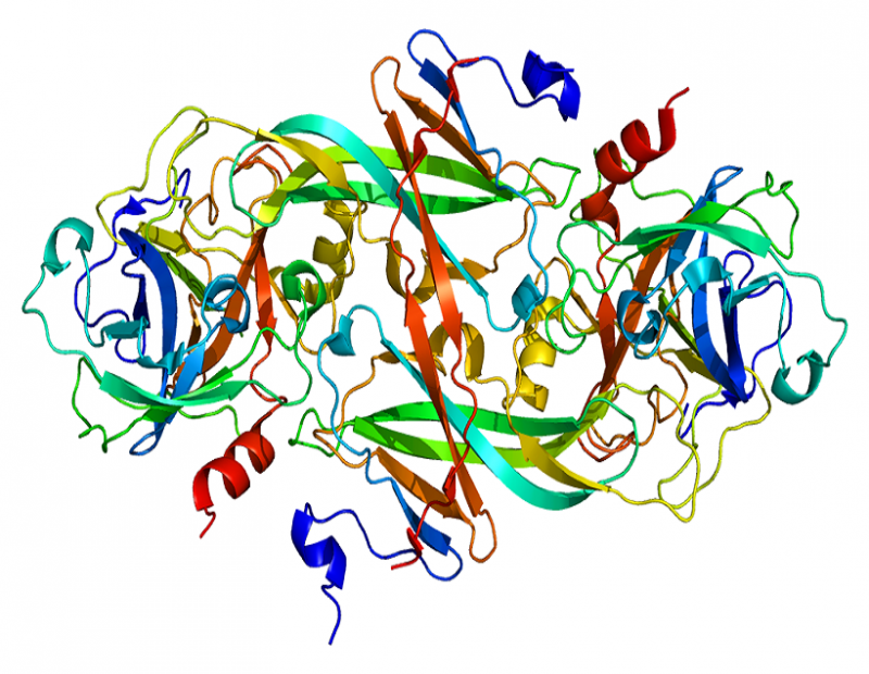  Coagulation Factor XI