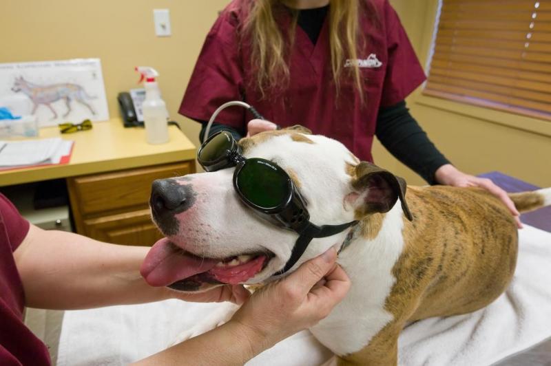 Companion Animal Arthritis