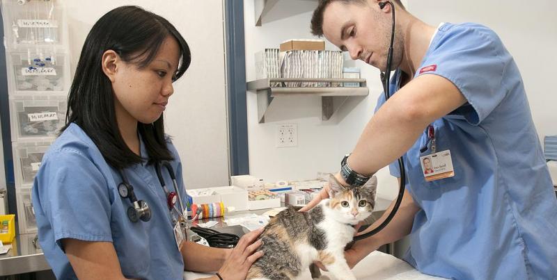 Asia Pacific Companion Animal Health Care Market