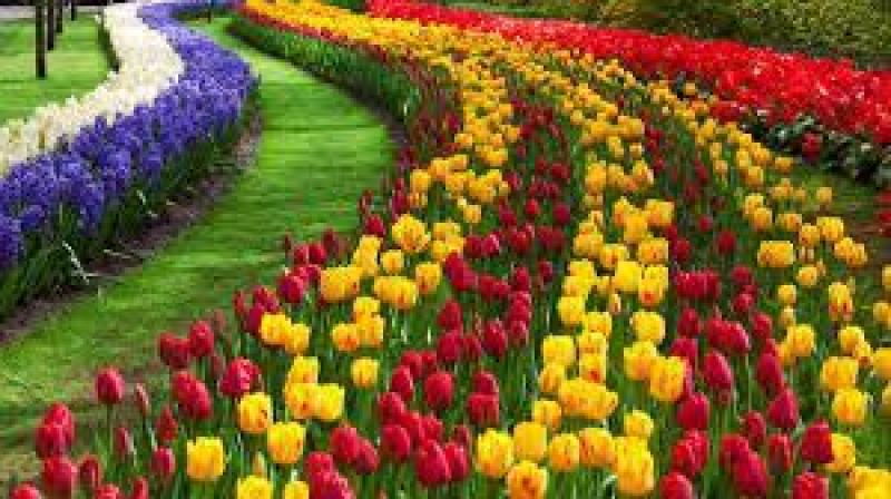 Global and Chinese Consumer Floriculture Industry, 2018 Market Research Report Consumer Floriculture
