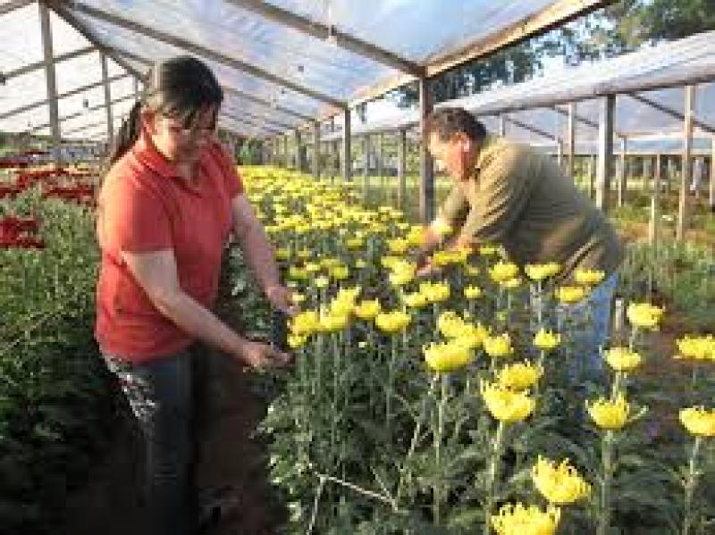 Consumer Floriculture 