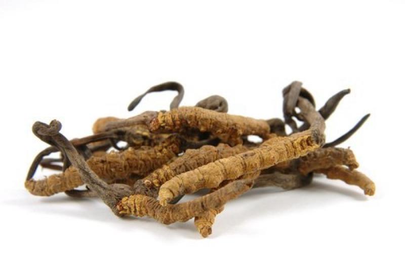 Cordyceps Sinensis Extract Market Report 2019 - History, Present and Future Cordyceps Sinensis Extract, Cordyceps Sinensis Extract Market, Cordyceps Sinensis Extract Market Growth