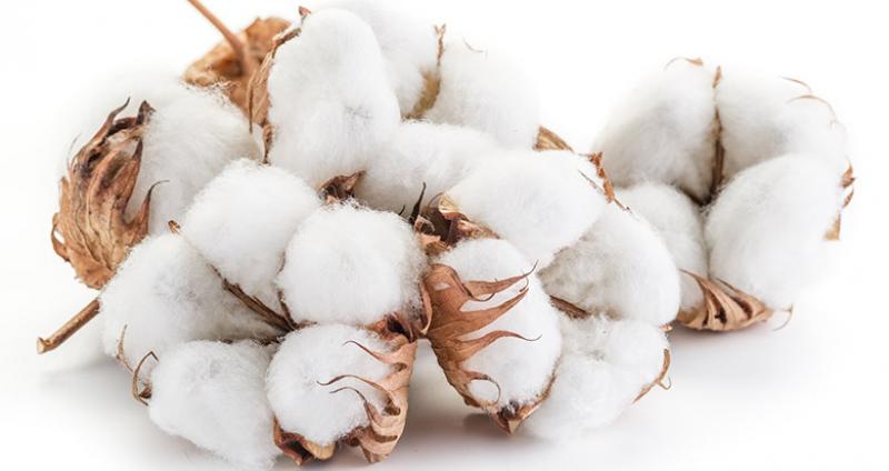 Cotton (Linter) Pulp Market