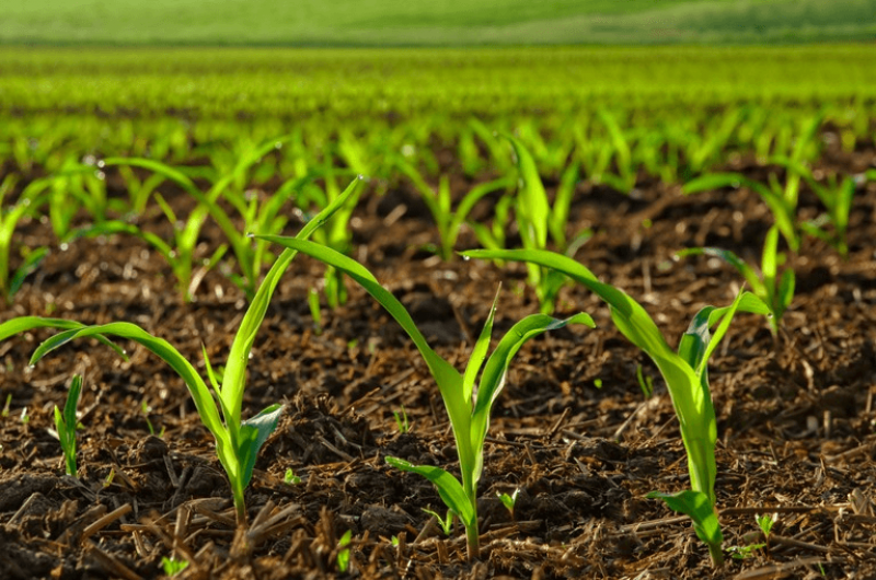 Crop Production