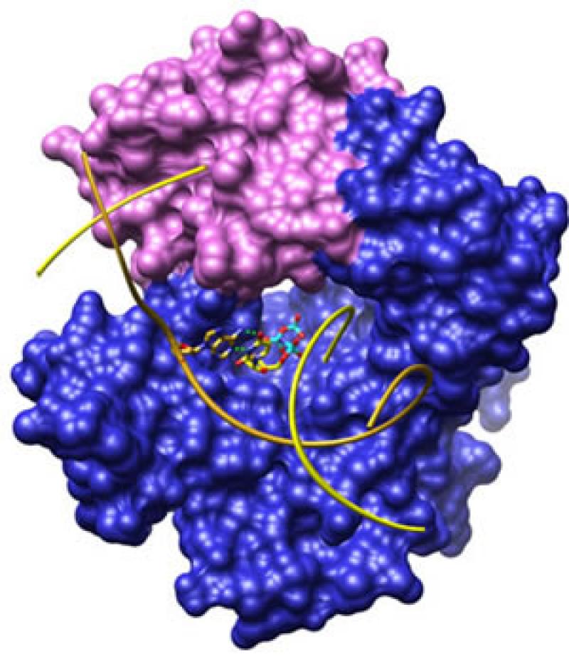 DNA Polymerase Market