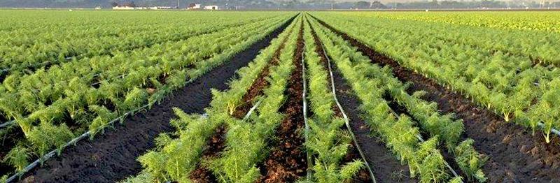 Drip Irrigation Systems