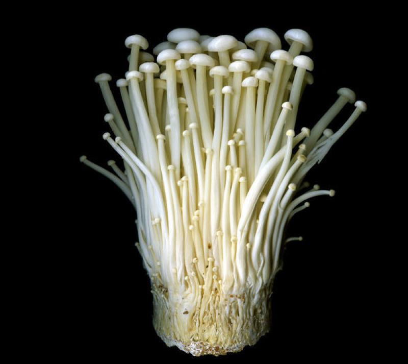 Enoki Mushroom, Enoki Mushroom Market, Enoki Mushroom Market Growth