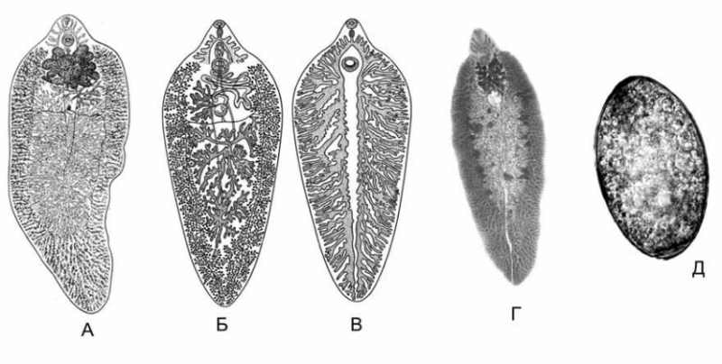 Fascioliasis Market