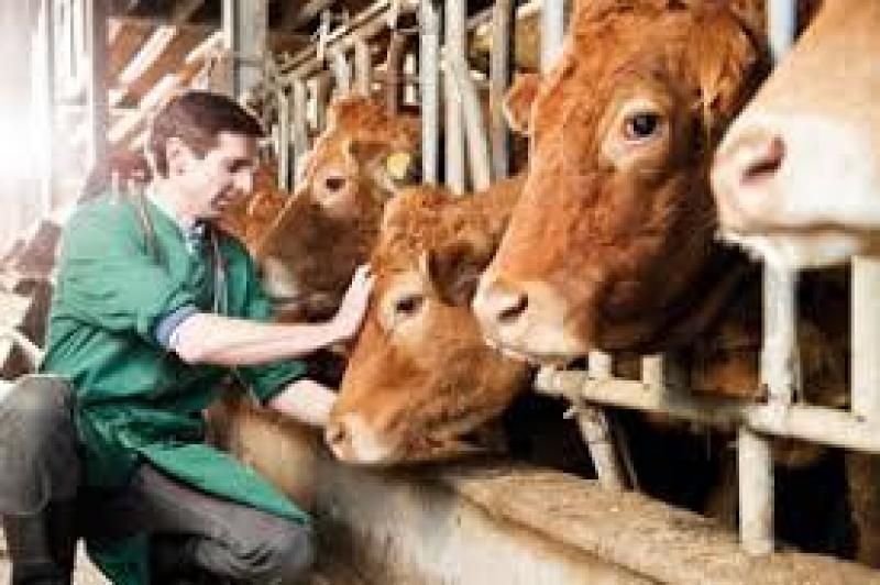 Farm Animal Healthcare