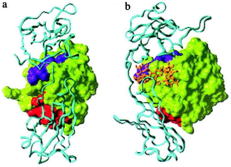 Fibroblast Growth Factor Receptor 2 Market