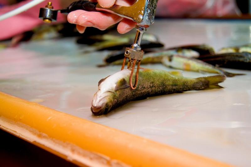 Fish Vaccine