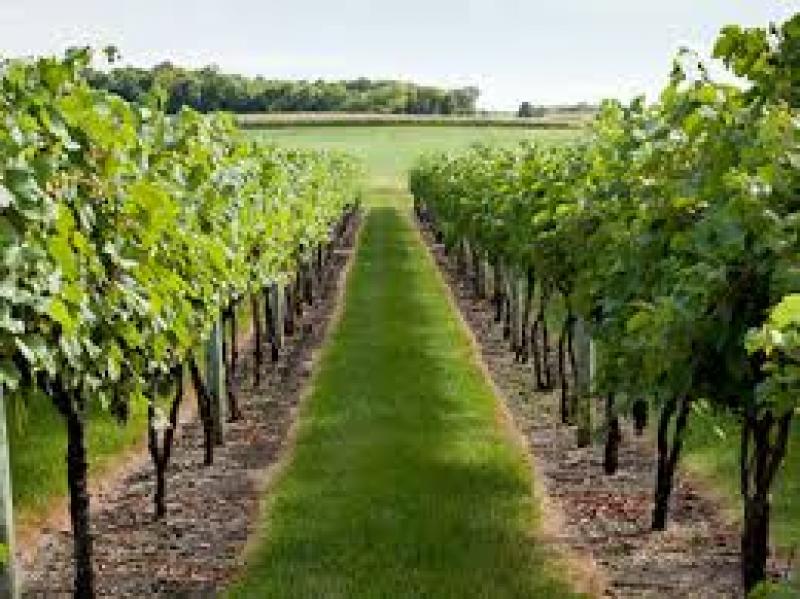 Fruits and Vegetables Crop