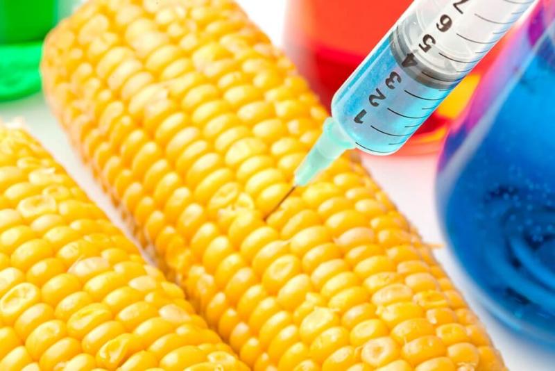 Genetically Modified Seeds