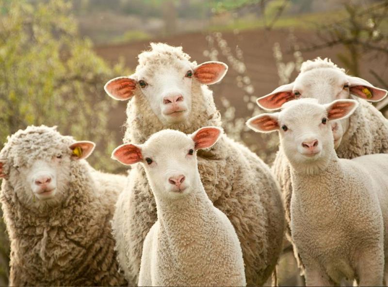 Global Animal Biotechnology Market