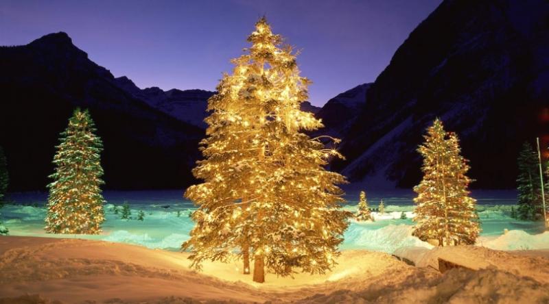 Christmas Tree Market Forecast 2022