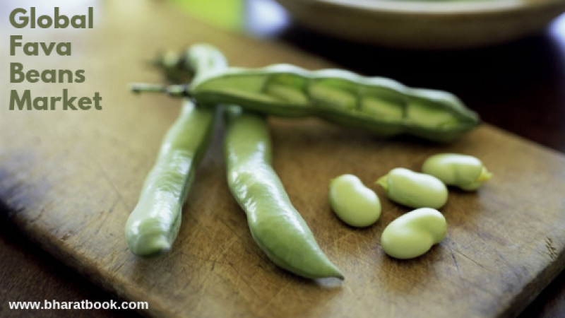 Global Fava Beans Market Outlook 2019-2024