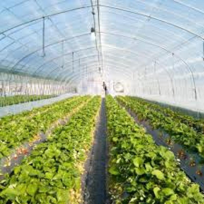 Global Greenhouse Horticulture Market