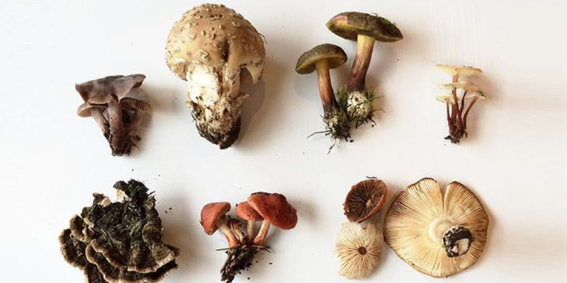 Global Medicinal Mushroom