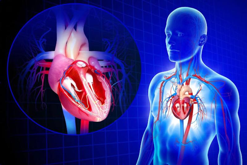 Global Vascular Imaging