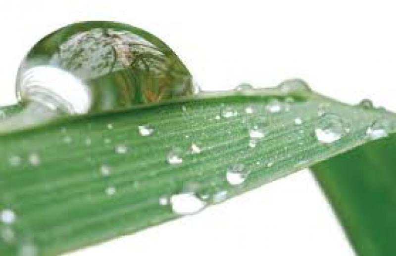 Wetting Agents Market, Wetting Agents Market Forecast, Wetting Agents Market Growth, Wetting Agents Market Report, Wetting Agents Market Share, Wetting Agents Market Size, Wetting Agents Market Trends