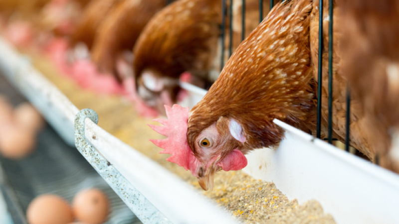 Poultry Feed market size