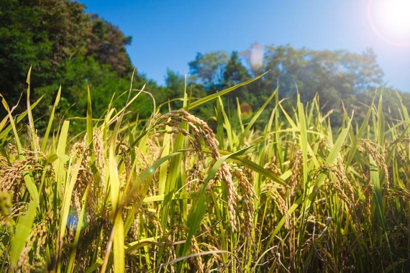  Grain Farming Market Size, Growth, Drivers, Trends And Forecast