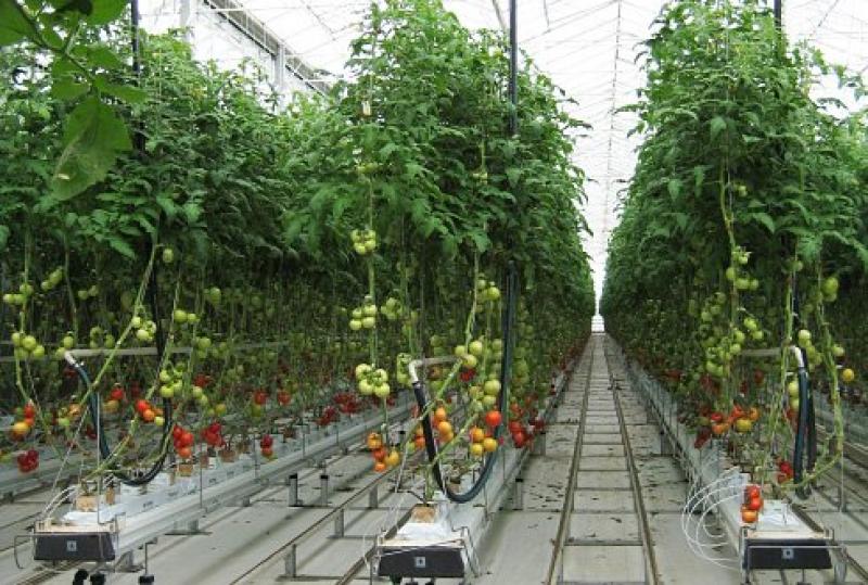 Greenhouse Horticulture