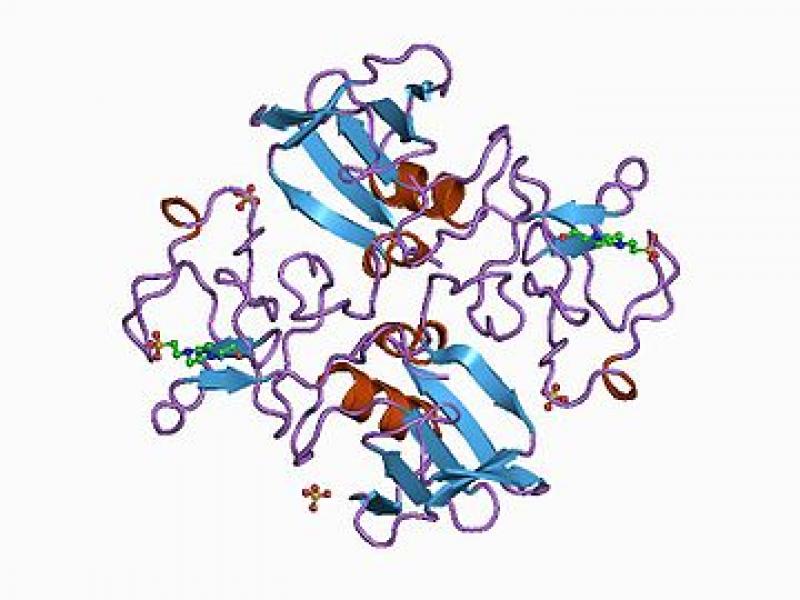 Hepatocyte Growth Factor 