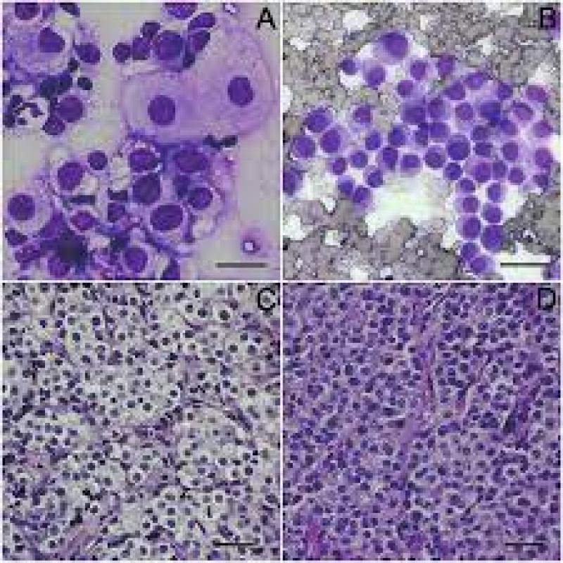 Histology and Cytology Market