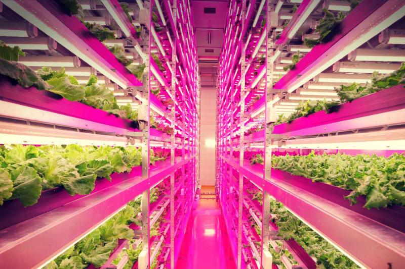 Horticultural LED Lighting Market