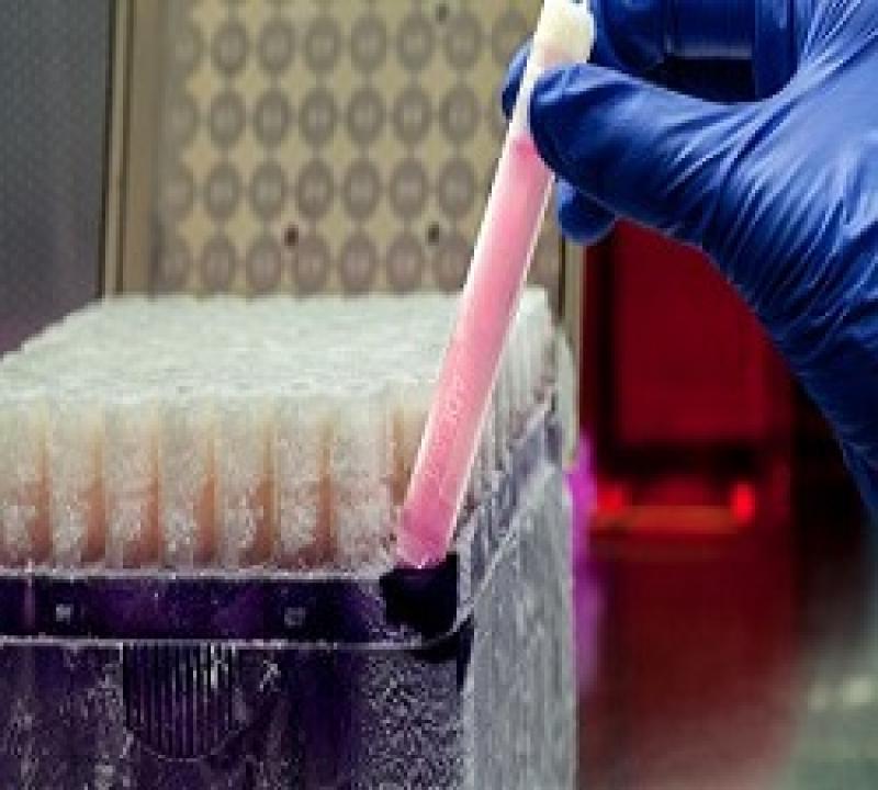 Human Embryonic Stem Cell Assay