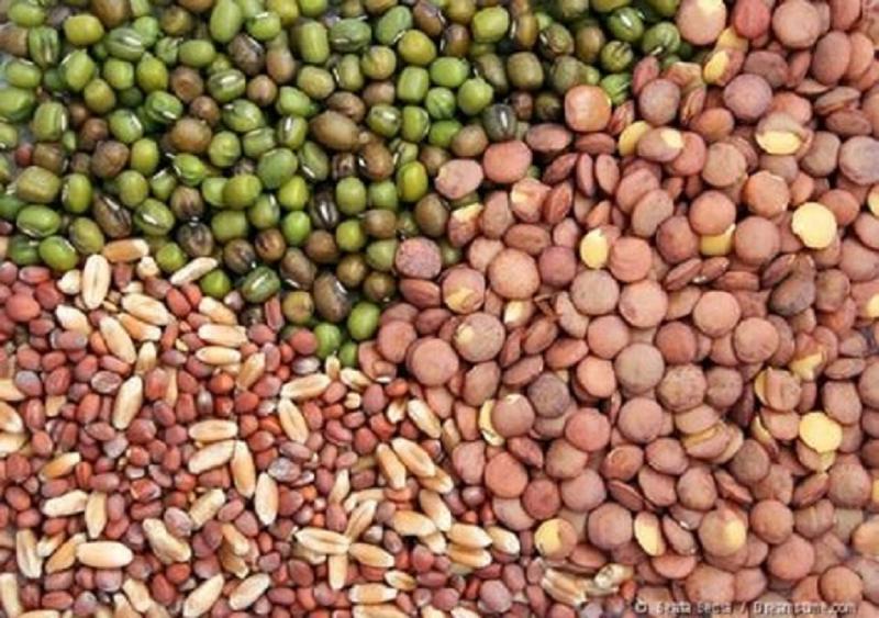 Hybrid Vegetable Seeds Market Hybrid Vegetable Seeds Market