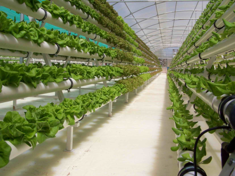 Hydroponics 