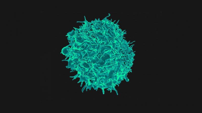 Immune Cell Engineering