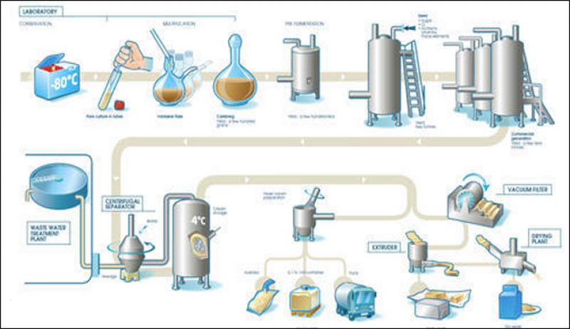 Industrial Enzymes Market