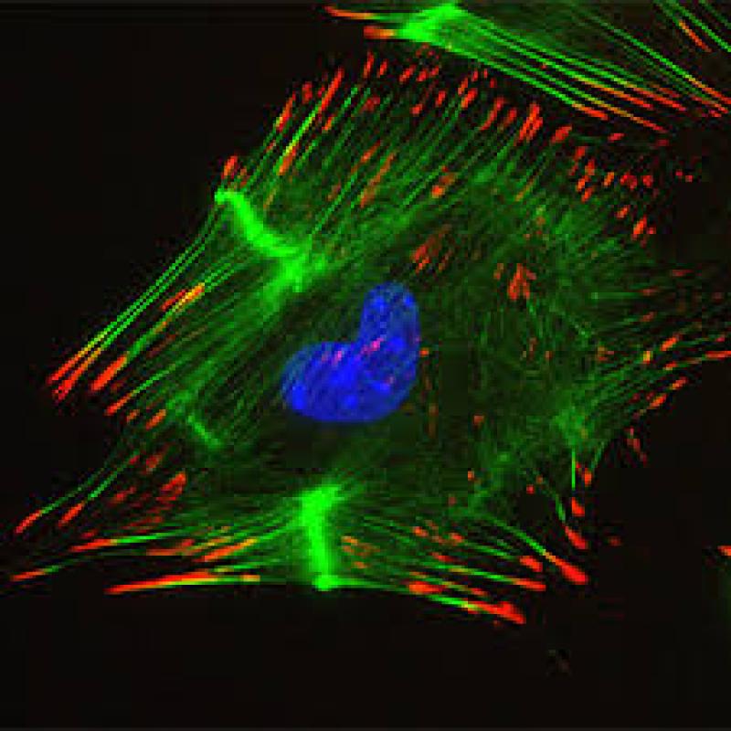 Integrin Beta 3