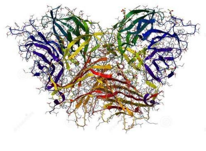 Invertase, Invertase Market, Invertase Market Growth, invertase powder, invertase function, invertase product