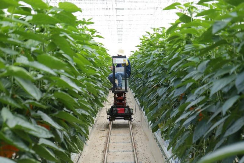 IoT in Agriculture Industry